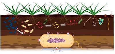 A PGPR-Produced Bacteriocin for Sustainable Agriculture: A Review of Thuricin 17 Characteristics and Applications